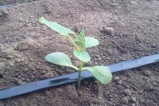 節(jié)水種植技術(shù)的管道，滴灌管道是什么原理?